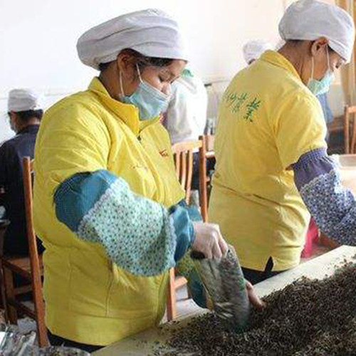 小叶苦丁茶叶2026正品青山绿水毛冬青嫩芽中药材500g装非野生特级 - 图1