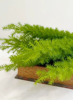 花饰界仿真狐尾天门冬单支渐变色狐尾天门冬草花艺造景花材