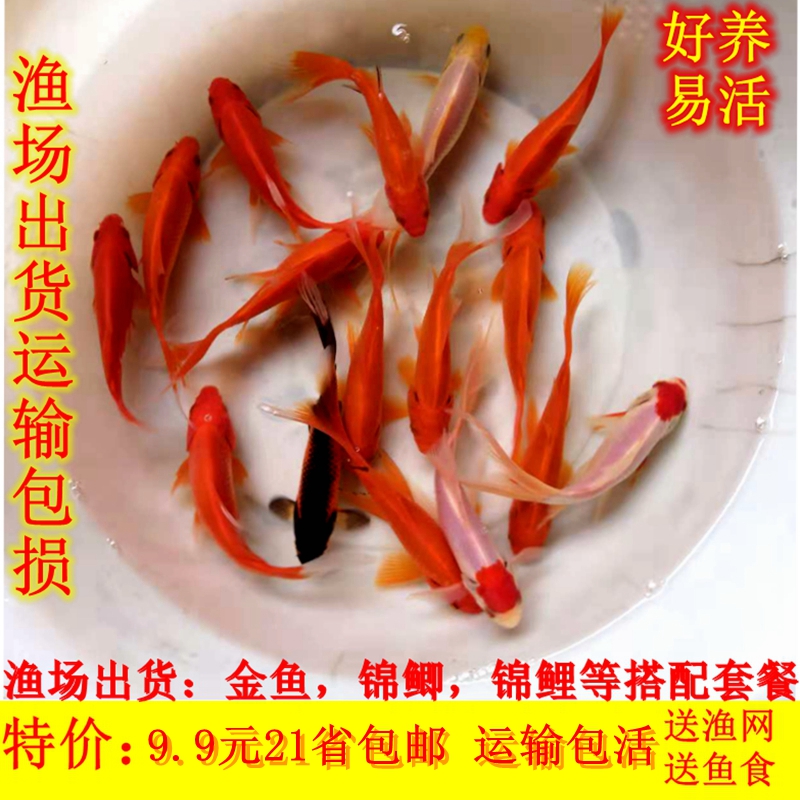 锦鲤饲料鱼观赏鱼活体冷水鱼好养易活红色锦鲫草金淡水红鲫鱼金鱼-图0