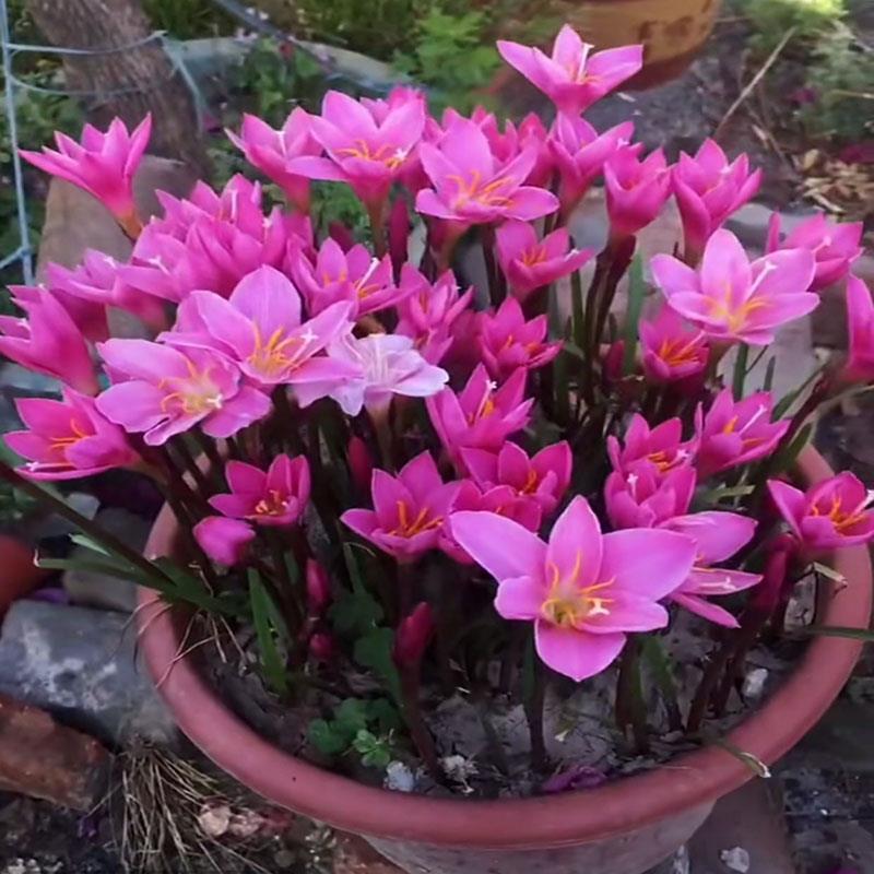 风雨兰种球重瓣韭兰葱兰花苗四季开花庭院阳台观花卉绿植盆栽种子 - 图0