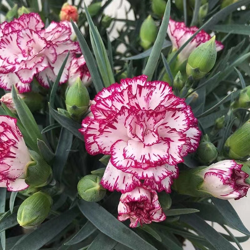 康乃馨盆栽鲜花植物四季带花苞室内开花绿植好养活观花满天星盆栽-图2