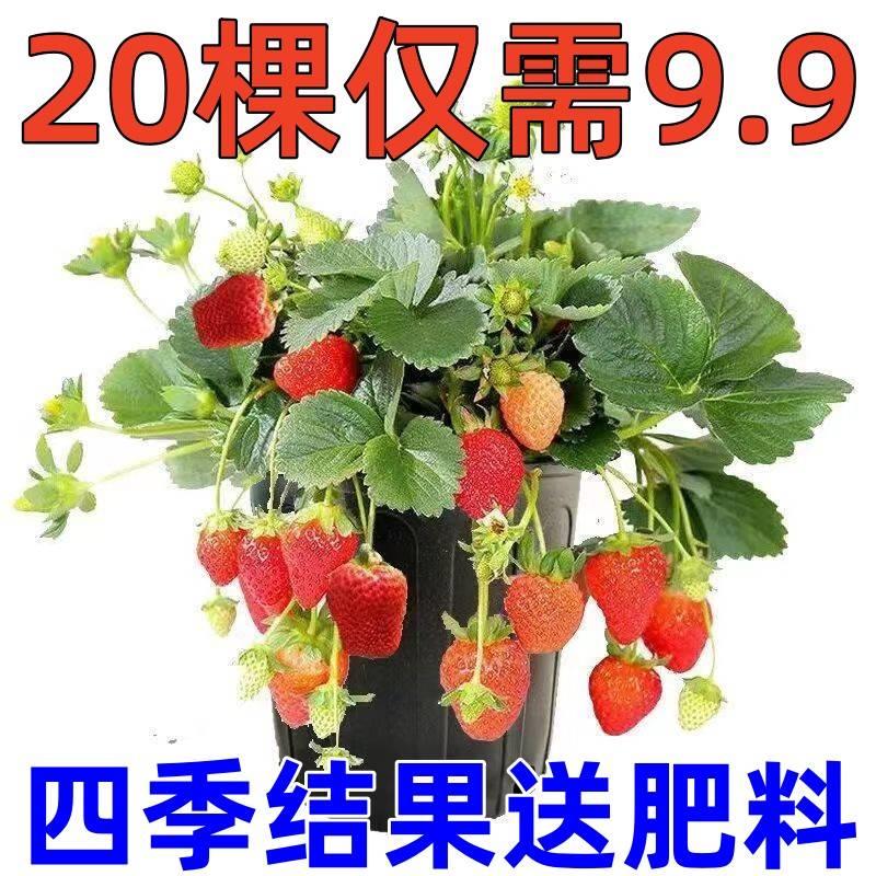 【15天结果】奶油草莓苗秧苗盆栽地栽四季阳台南北方种植当年结果 - 图1