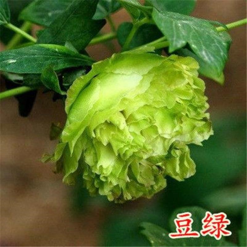 正宗洛阳牡丹花苗盆栽绿植花卉室内黑牡丹花庭院阳台种植绿植耐寒 - 图3