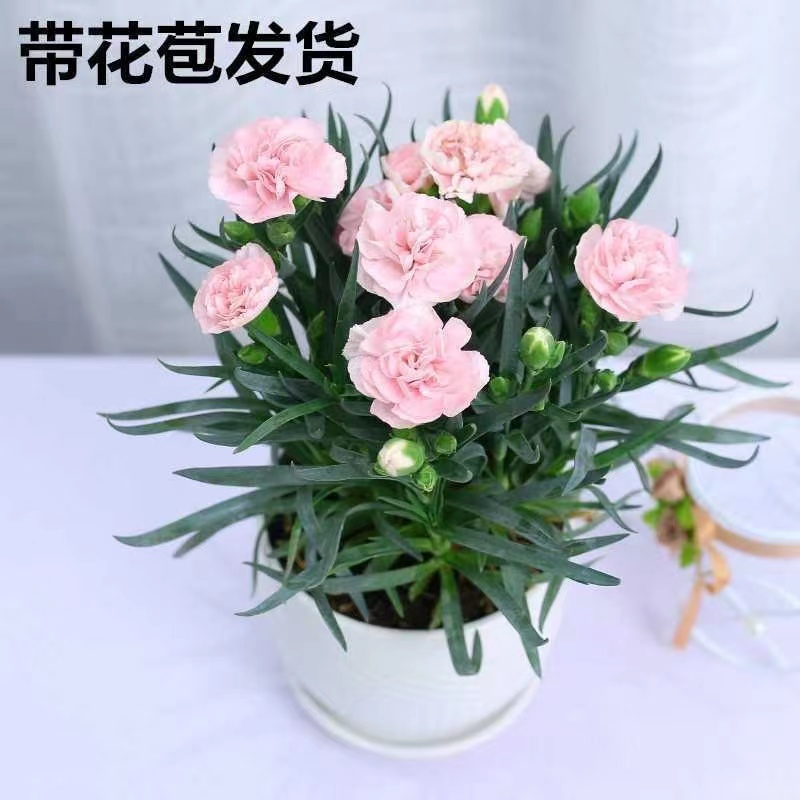 康乃馨盆栽鲜花植物四季带花苞室内开花绿植好养活观花满天星盆栽-图1