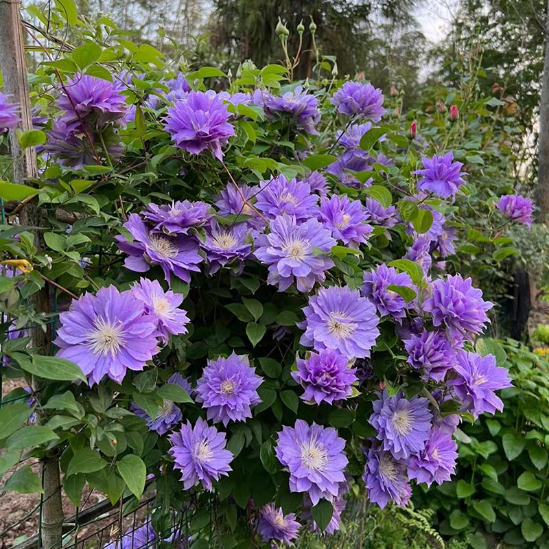 円空铁线莲花大苗爬藤花卉植物圆空大花重瓣攀援爬藤阳台庭院四季 - 图0