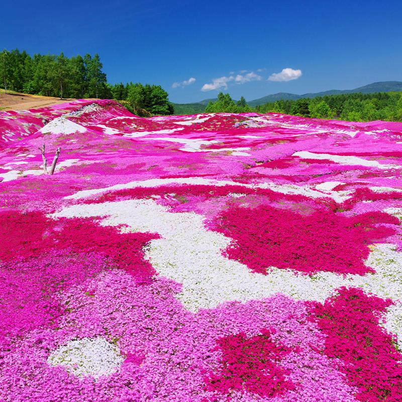 低矮耐寒芝樱花种子福禄考花籽花种四季室外北方阳台见土就活花种 - 图2