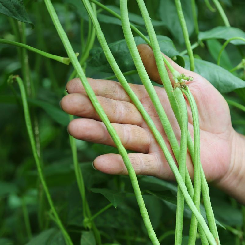 青豇豆细豇豆四川泡菜原料新鲜现摘农家自种时令蔬菜长豆角-图0