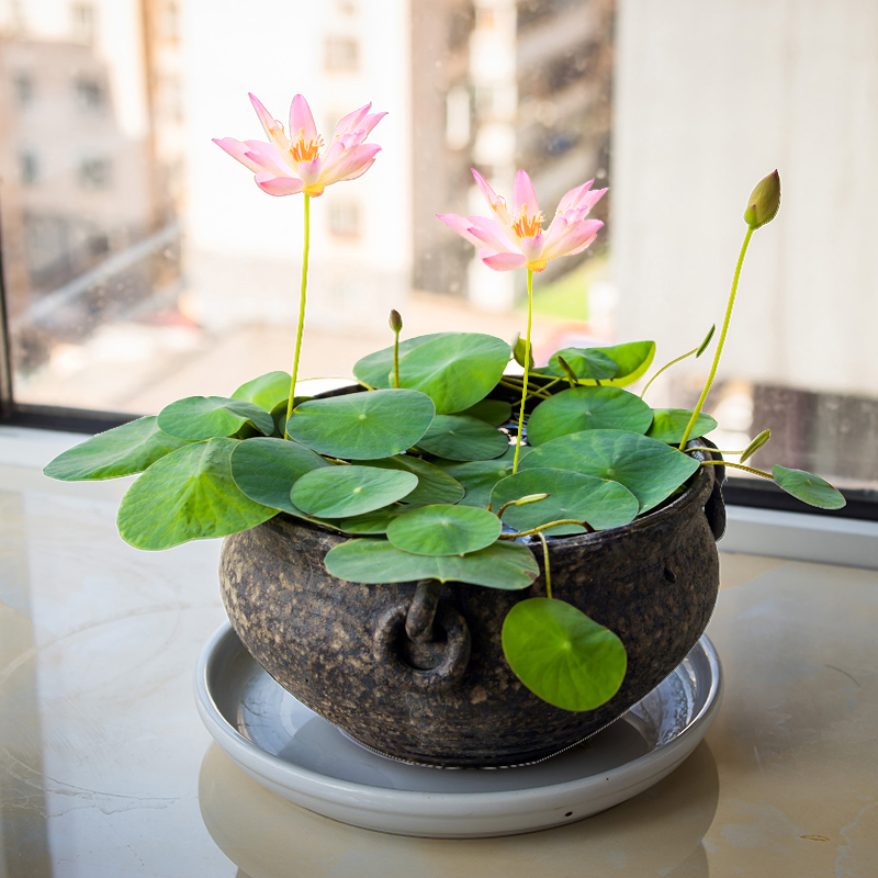 四季开花水培植物睡莲水生碗莲花卉盆栽种子室内四季易活水养荷花