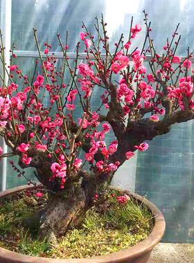 红梅花树苗原生红梅树苗南方北方种植室外庭院地栽梅花盆栽梅花苗