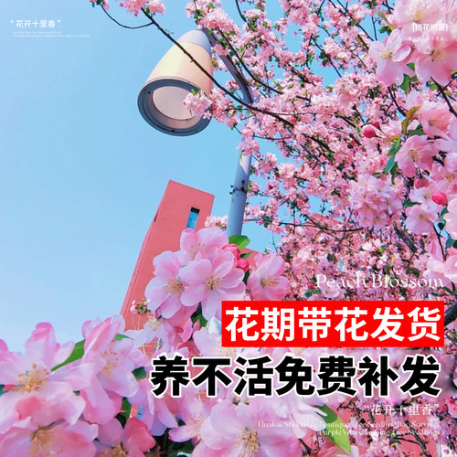 庭院观赏桃花红叶碧桃树苗紫叶碧桃苗工程绿化苗紫叶桃别墅风景树 - 图1
