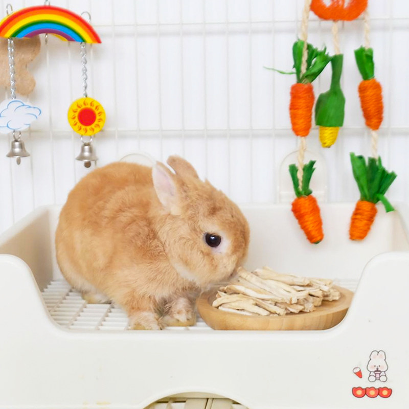 赫尔达菊苣条兔兔零食纯天然营养磨牙条小宠仓鼠龙猫荷兰猪磨牙棒,淘宝优惠券,粉丝福利购,淘宝优惠卷