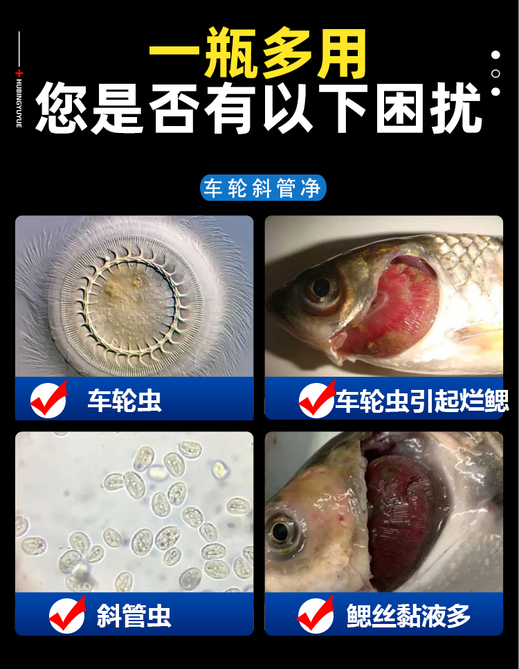 水产养殖车轮斜管净有机铜杀虫剂车轮净鱼虾蟹车轮虫斜管虫杯体虫-图1