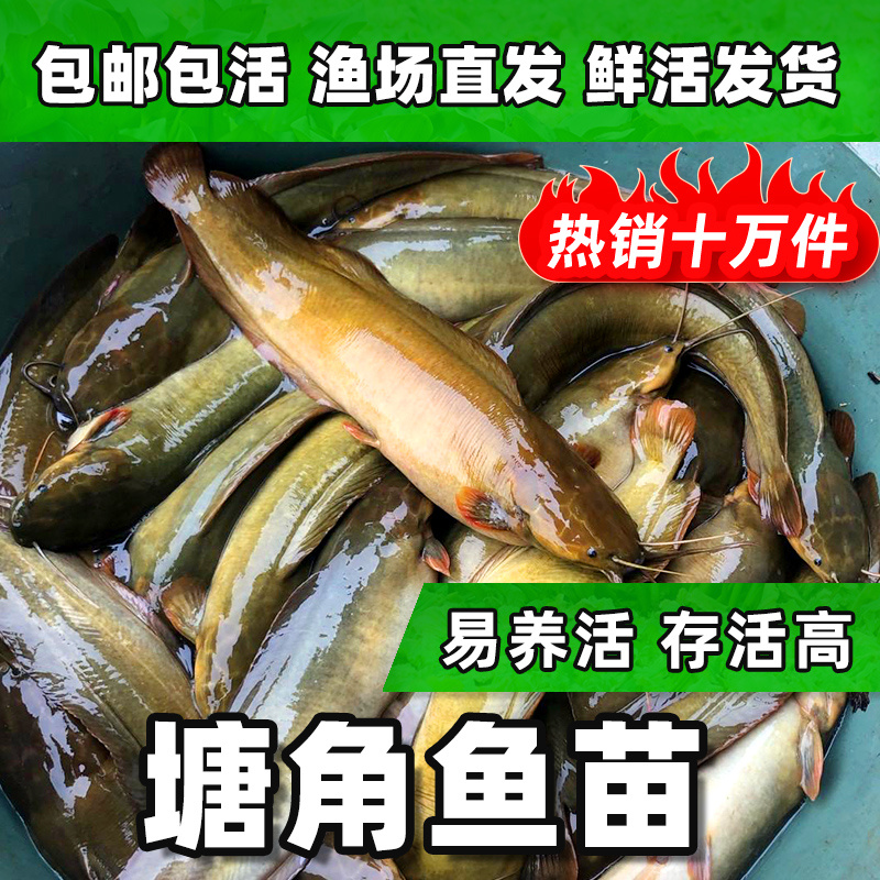 塘鲺鱼苗鲶鱼苗本地塘鲺鱼苗鱼苗淡水养殖食用胡子鱼苗-图0