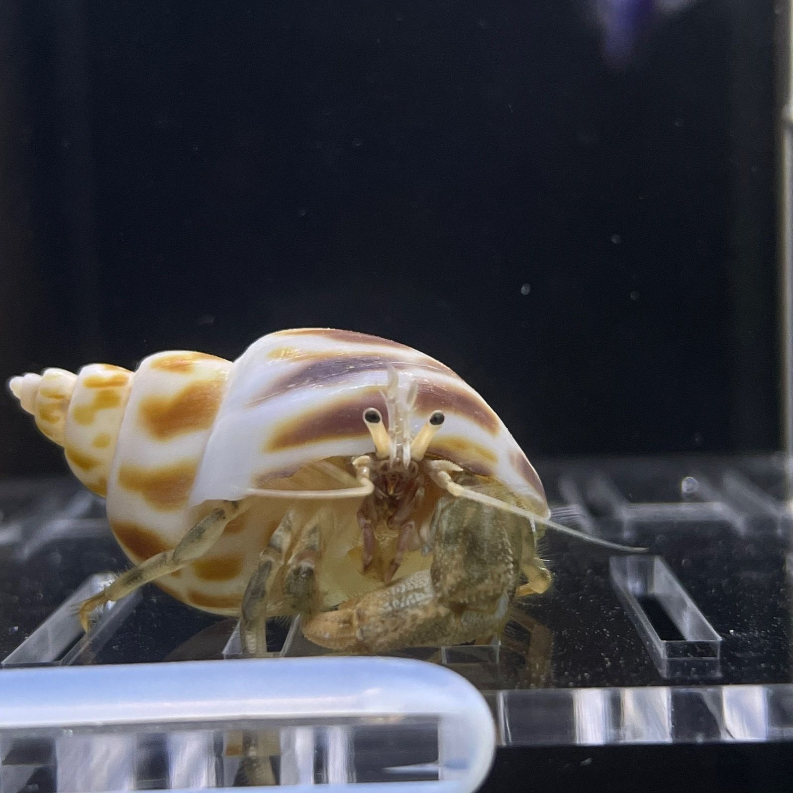 海洋寄居蟹活体海洋生物清缸吃藻吃残渣观赏活体红脚寄居蟹除藻 - 图0