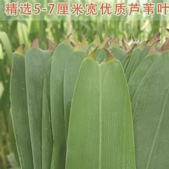 粽叶粽子叶芦苇叶新鲜芦苇叶农家现摘野生天然包干粽子叶的大小叶