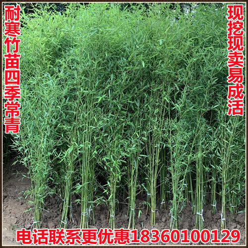 竹子苗庭院植物北方耐寒紫竹苗罗汉竹毛竹盆栽户外风景四季青竹苗 - 图1