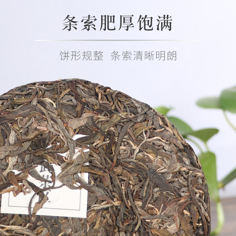 云崖暖 2018弯弓古树单株茶生茶早春古树茶200克 云南七子饼茶 生