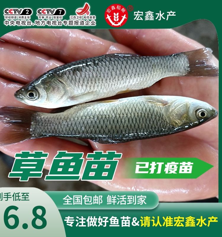 喂乌龟的小鱼苗淡水草鱼食蚊鱼练手鱼饲料鱼龙鱼饲料活体鱼闯缸鱼