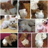 Донога Физиологические штаны Женщина -кошка Тедди Петт, моча мужской собаки, а не влажная собака, тетушка, менструальные штаны