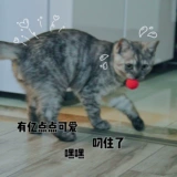 Радужная плюшевая игрушка, домашний питомец, кот, избавление от скуки
