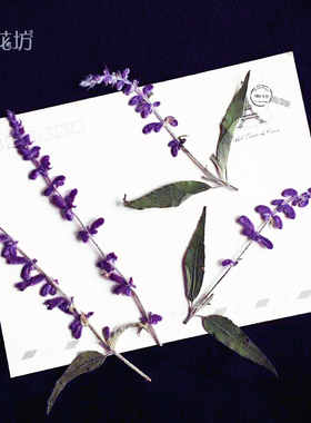 押花植物标本diy儿童蜡片熏衣草