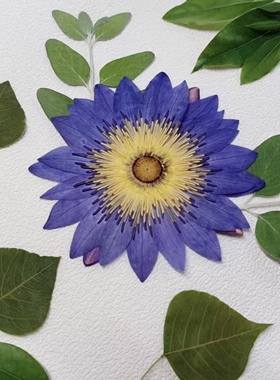 莲花睡莲荷花压花押花真花标本