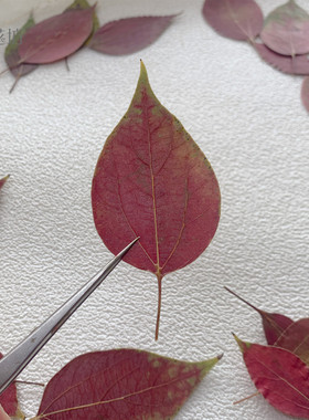 香樟红叶树叶标本植物手工材料
