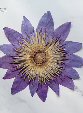 睡莲 花瓣茎切片押花压花新品干花迷你小藕片真花标本diy手工材料