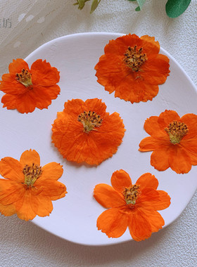 硫华菊 波斯菊押花压花diy蜡烛台灯儿童手工材料植物书签拍摄背景