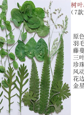 树叶押花压花干花植物花瓣儿童