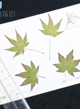 diy押花标本手工植物画枫叶