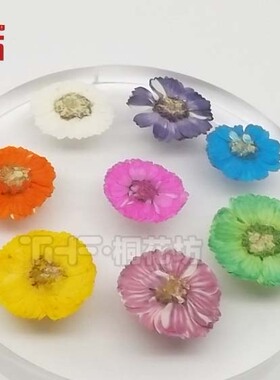 小雏菊 小菊花花朵干花手机壳diy押花压花材料植物标本花材桐花坊