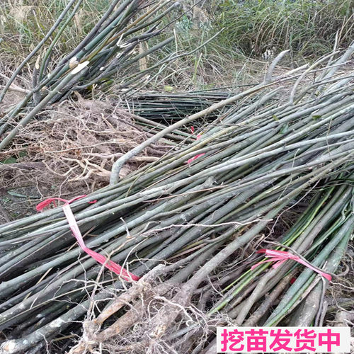 湖南木姜子山苍子树苗南方树苗山胡椒苗辣酱子苗南北方种植盆地种 - 图0