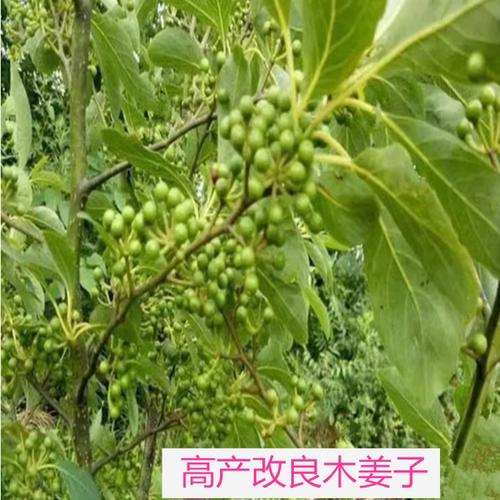 湖南木姜子山苍子树苗南方树苗山胡椒苗辣酱子苗南北方种植盆地种 - 图1