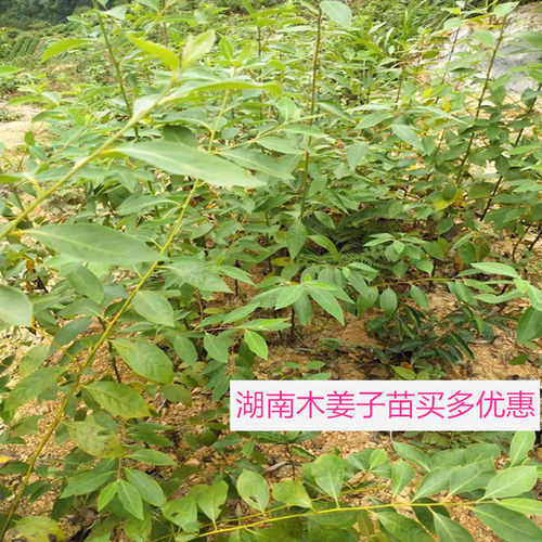 湖南木姜子山苍子树苗南方树苗山胡椒苗辣酱子苗南北方种植盆地种 - 图2