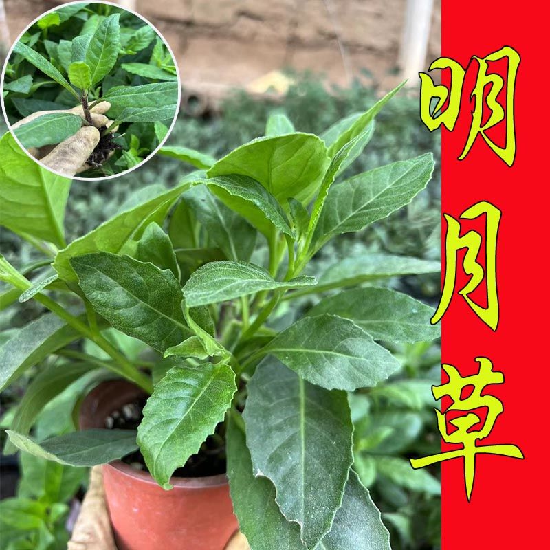 明月草苗盆栽白背菜神仙草蔬菜种植食用白子菜植物金鸡毛草 - 图1