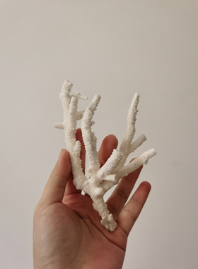 天然珊瑚骨造景海缸海水观赏摆设艺术摆设