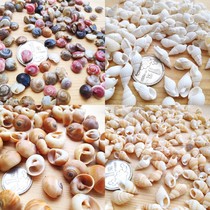 Call Mini Natural Sea Snail Shells Small Mixtape Collage DIY Hand-decorated Fish Tank White Shell Sea Rice Snail