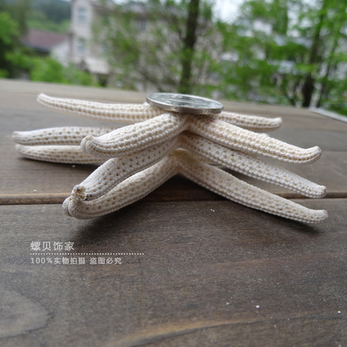 天然海螺贝壳馒头海星霸王五指海星地中海地台装饰品贴墙摆件收藏 - 图1