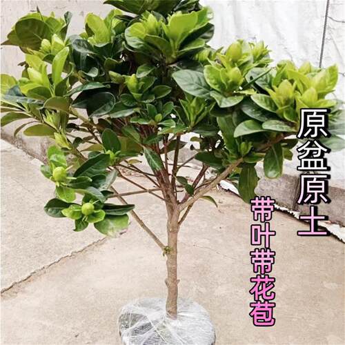 老桩大叶栀子花大树苗大棵枝枝花浓香型四季独杆牡丹室外庭院子花 - 图0