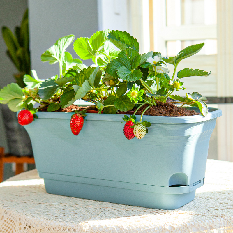 懒人花盆草莓专用盆自吸水菜盆阳台种花神器种植箱塑料长盆免浇水 - 图1