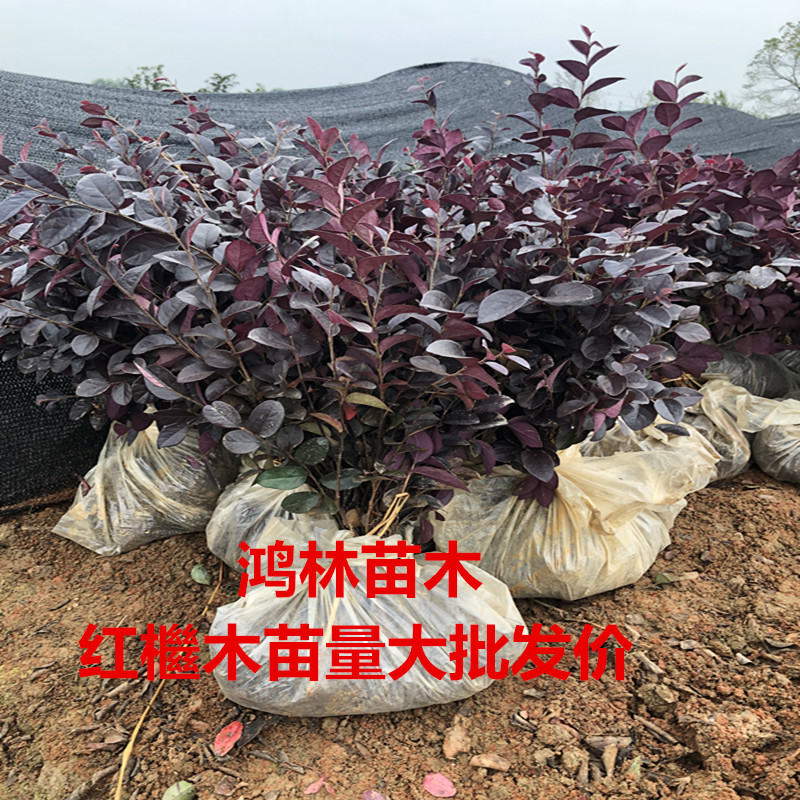 红叶石楠树苗红继木苗金森女贞苗庭院绿化植物四季常青篱笆苗 - 图1