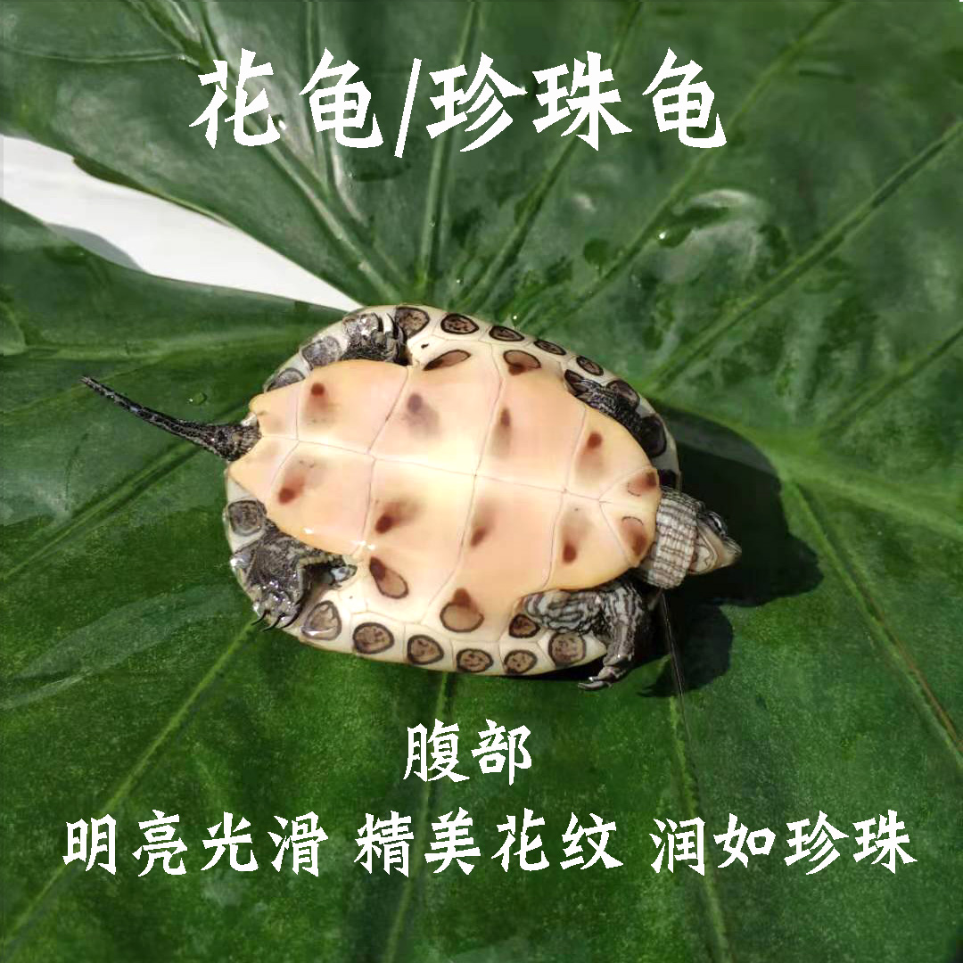 中华花龟小乌龟活物珍珠龟六线草龟活体花龟苗宠物水龟长寿观赏龟