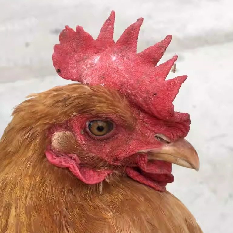 正宗农村野外散养土鸡蛋新鲜20枚鸡蛋,淘宝优惠券,粉丝福利购,淘宝优惠卷