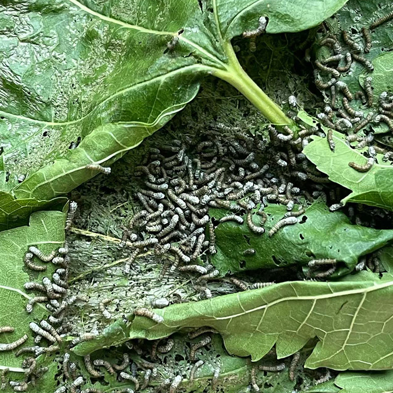 新鲜桑叶新鲜蚕宝宝饲料学生养蚕大叶小蚕鲜嫩桑叶喂蚕活体蚕卵 - 图1