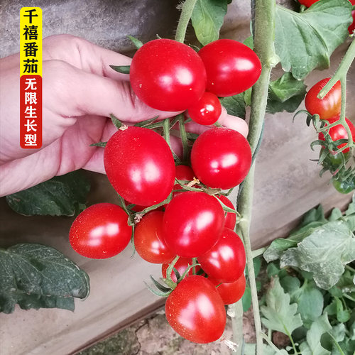 千禧小番茄种子阳台盆栽四季番茄苗秧圣女果西红柿苗种籽番茄种孑 - 图2