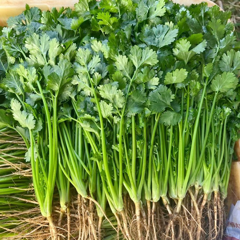 四季香菜籽种农家小叶香菜种子盆栽蔬菜种籽春季阳台芫荽菜种籽孑 - 图1