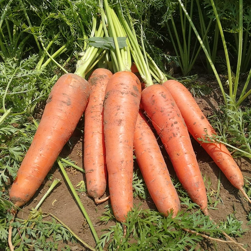 Японские семена с тремя душами с высоким уровнем -Осенью четыре сезона пурпурных и желтых семян семян семян радио