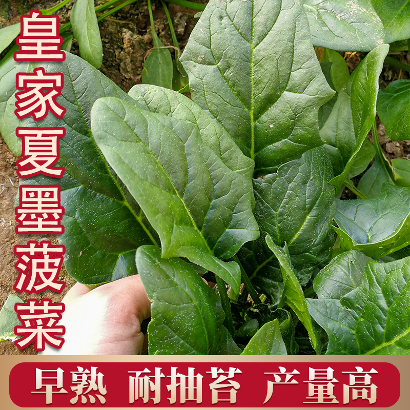 大叶菠菜种子抗热菜种子春四季阳台种籽盆栽波菜种孑四季蔬菜籽子 - 图1