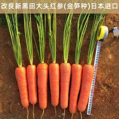 Японские семена с тремя душами с высоким уровнем -Осенью четыре сезона пурпурных и желтых семян семян семян радио